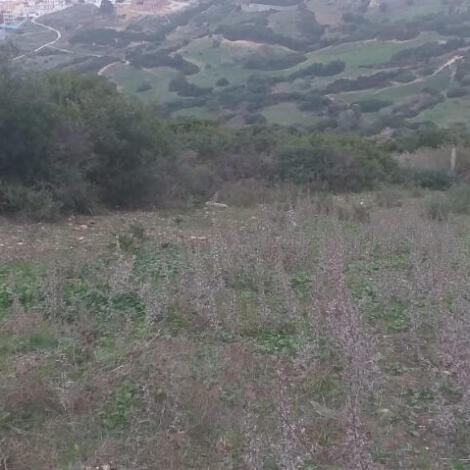 كراء القطعة الحبسية المسماة "طرف الشجرة 2"، الكائنة بمدشر المنار بنيابة ملوسة