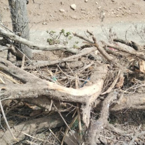 إجراء سمسرة علنية عمومية لبيغ الحطب بالقطع