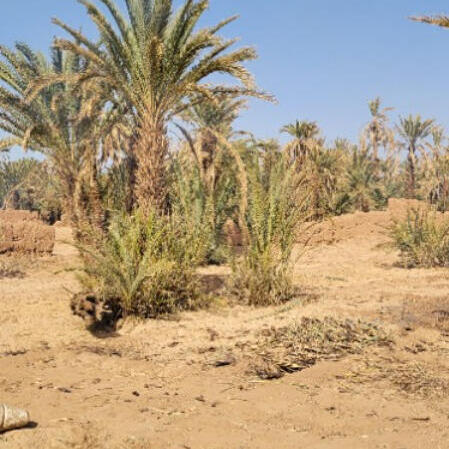 سمسرة عمومية علنية لكراء بقية الأراضي الفلاحية الحبسية للاسغلال الفلاحي لمدة 3 سنوات غير قابلة للتجديد