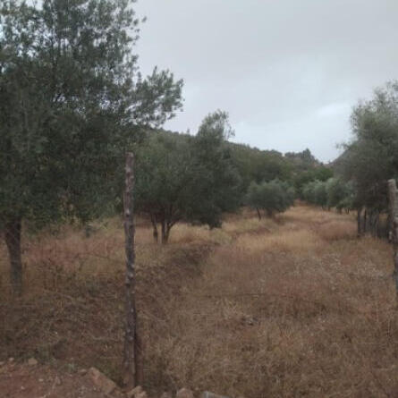 جراء سمسرة عمومية علنية لكراء أراض حبسية بنظام الأمد المتوسط بنيابة بواويزغت التابعة لأحباس بني ملال