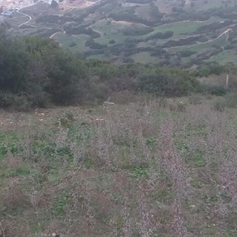 إجراء سمسرة عمومية علنية لكراء القطعة الحبسية المسماة "طرف الشجرة 2"