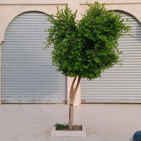 إجراء سمسرة عمومية علنية لكراء الأملاك الحبسية ب طنجة محلات مسجد الاصيل