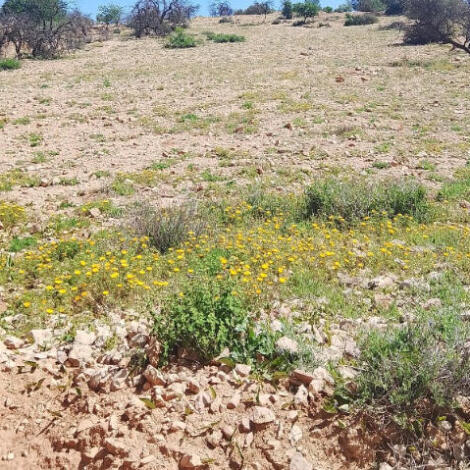 إجراء سمسرة عمومية علنية لكراء أراض حبسية بنظام الأمد المتوسط بنيابة بواويزغت