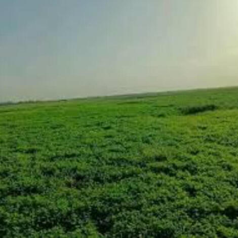إجراء سمسرة عمومية علنية لكراء أملاك حبسية  بتازة 10 سنوات قابلة للتجديد