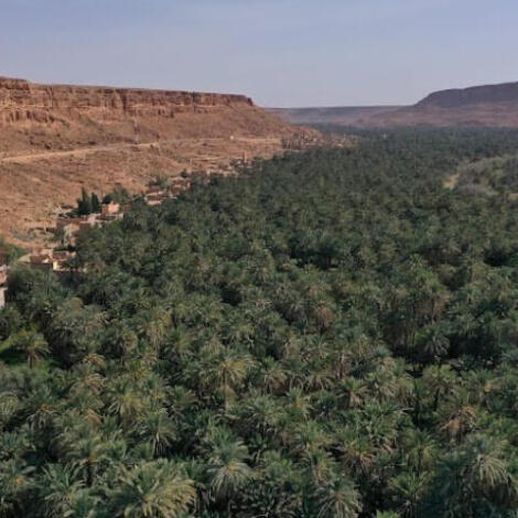 إجراء سمسرة عمومية علنية ، لبيع غلتي التمر و الحطب و كراء ما تبقى من الأراضي الفلاحية الحبسية  عن الموسم الفلاحي 2025/2026 بنيابة أوفوس