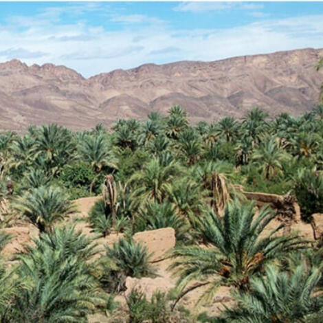 إجراء سمسرة عمومية علنية ، لبيع غلتي التمر و الحطب و كراء  الأراضي الفلاحية الحبسية برسم الموسم الفلاحي 2025 / 2026