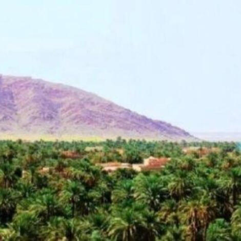 إجراء سمسرة عمومية علنية ، لبيع غلتي التمر و الحطب وكراء الأراضي الفلاحية الحبسية عن الموسم الفلاحي 2026/2025 بنيابة بوذنيب