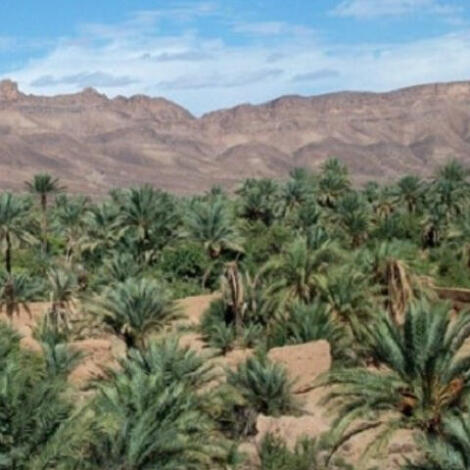 إجراء سمسرة عمومية علنية ، لبيع غلتي التمر و الحطب و الكراء الأراضي الفلاحية الحبسية عن الموسم الفلاحي 2026/ 2025 بنيابة الرشيدية