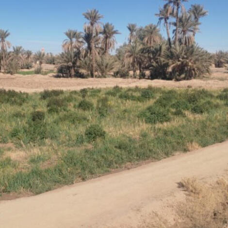إجراء سمسرة عمومية علنية، لبيع غلة التمر والعشب وكراء الأراضي الفلاحية الحبسية عن الموسم الفلاحي 2025/2026 ببلدية الريصاني