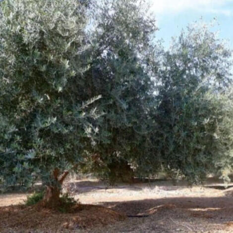 برنامج السمسرات الفلاحية عن الموسم الفلاحي 2025/2026