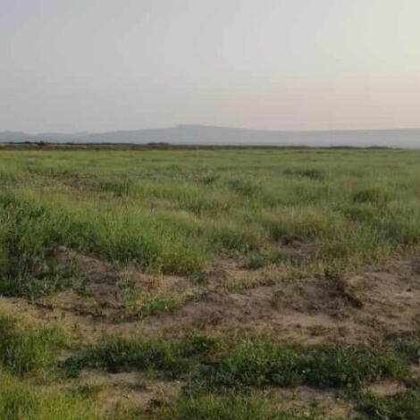 سمسرة عمومية علنية لكراء الأراضي الفلاحية وبيع الغلل برسم الموسم الفلاحي 2025/2026