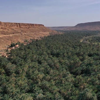 إجراء سمسرة عمومية علنية ، لبيع غلتي الزيتون و الحطب و كراء  الأراضي الفلاحية الحبسية عن الموسم الفلاحي 2026/2025 بنيابة أفوس