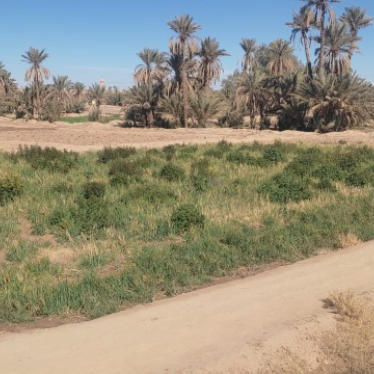 إجراء سمسرة عمومية علنية ، لكراء  الأراضي الفلاحية الحبسية و تصريف ما تبقى من الغلل عن الموسم الفلاحي 2026/2025 بنيابة الريصاني