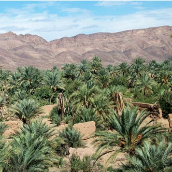 إجراء سمسرة عمومية علنية ، لبيع غلتي الزيتون و الحطب و كراء ماتبقى من الأراضي الفلاحية الحبسية عن الموسم الفلاحي 2026/2025 بنيابة الرشدية