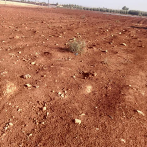 إجراء سمسرة عمومية علنية لكراء أملاك حبسية فلاحية للأمد المتوسط ست سنوات غير قابلة للتجديد