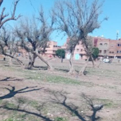 إعلان عن إجراء سمسرة عمومية علنية لبيع حطب أشجار حبسية بقلعة السراغنة