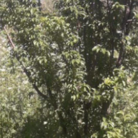 إعلان عن سمسرة بيع غلة المصيف  للموسم الفلاحي 2026/2025