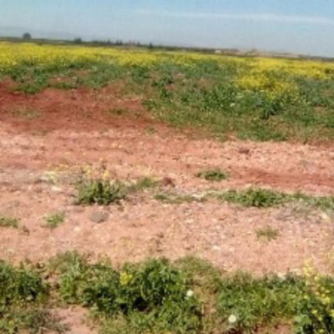 سمسرة عمومية علنية لكراء أملاك حبسية بقلعة السراغنة