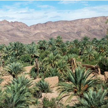 سمسرة عمومية علنية لبيع غلتي التمر والحطب  لكراء الأراضي الفلاحية الحبسية لمدة ست سنوات (06) غير قابلة للتجديد عن الموسم الفلاحي 2026/2027  على الساعة (10) العاشرة صباحا بنيابة أرفود