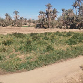 سمسرة عمومية علنية لبيع غلتي التمر والحطب وكراء الأراضي الفلاحية الحبسية  لمدة ست سنوات(06) غير قابلة للتجديد عن الموسم الفلاحي 2026/2027  على الساعة (10) العاشرة صباحا بنيابة الريصاني