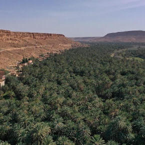 سمسرة عمومية علنية، لبيع غلتي التمر والحطب و كراء ما تبقى من الأراضي الفلاحية الحبسية لمدة (06) ست سنوات غير قابلة للتجديد عن الموسم الفلاحي 2026/2027  على الساعة (10) العاشرة صباحا بنيابة أوفوس